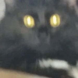 Meet your Posher, Talisha